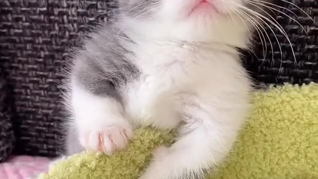 Baby discovers messiest possible way to Funny Baby Kitten Cute #Animals #Shorts