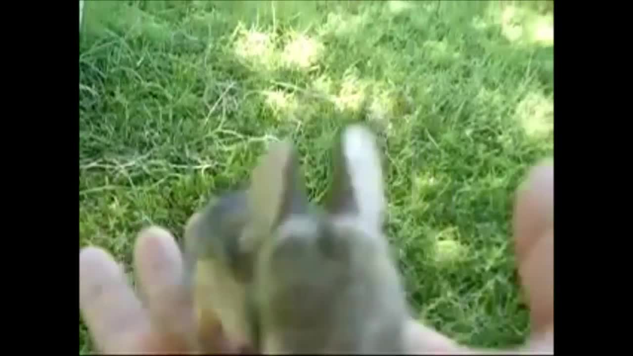 Baby Bunny Rabbits Binky - CUTEST Compilation Video