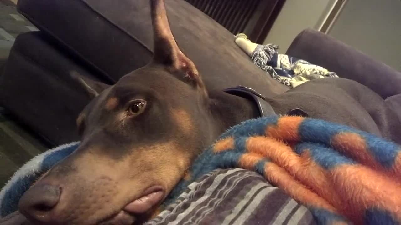 Doberman showing off tantrum