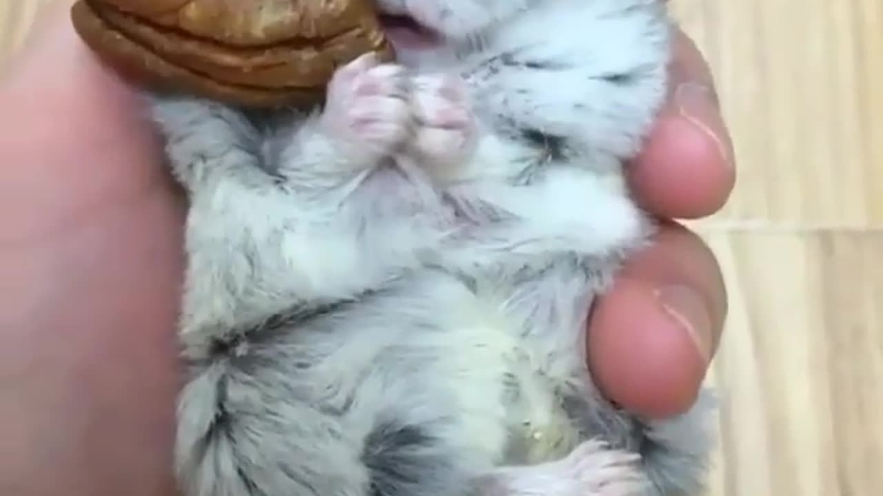 Squirrel eating coconut #funny