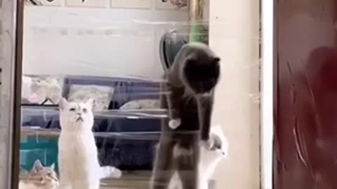 Competition of cats who’s gonna win