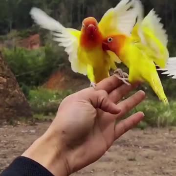 How To Call Birds | Birds Training