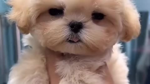 Girly World: Celebrating Our Adorable Girl Dog! 🎀
