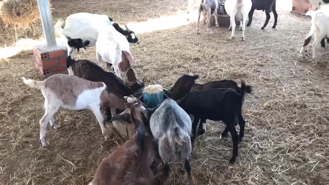 Coats eating food on farm