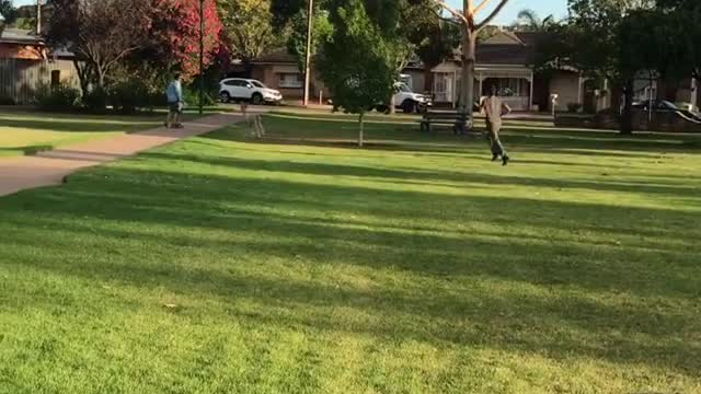 Alpaca Enjoys Playing in the Park