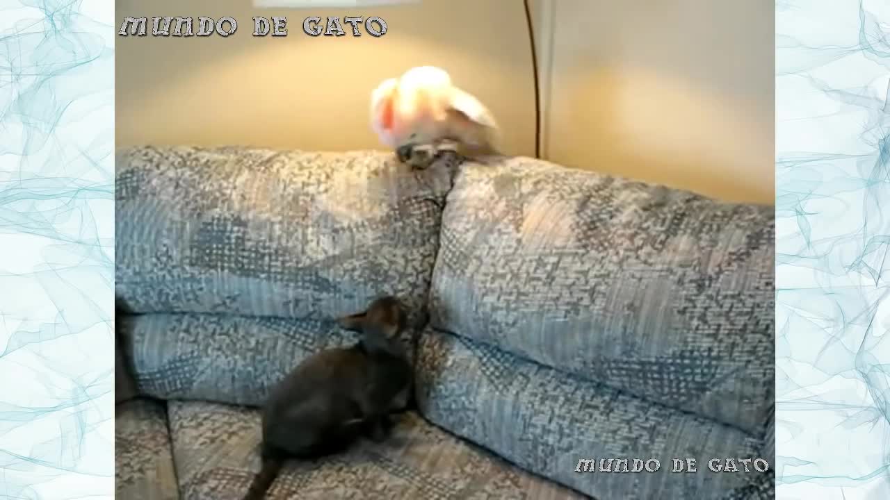 Cockatoo and cat fighting🐕🦺🦜