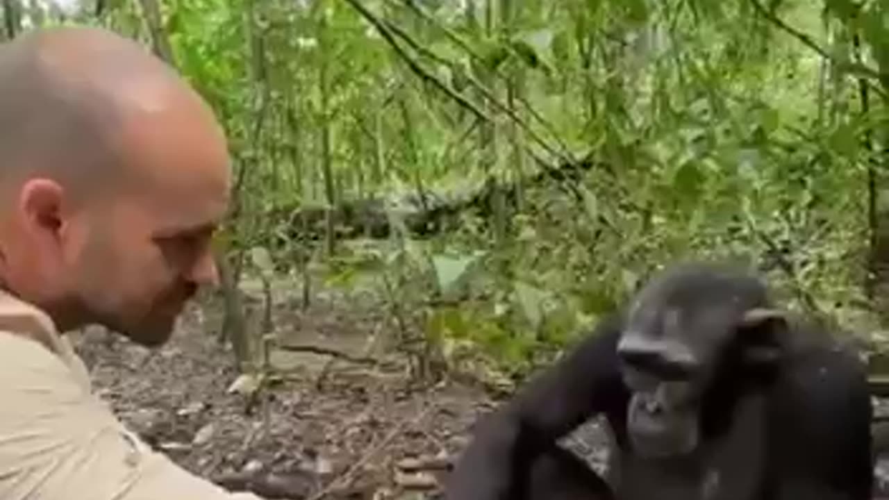 Chimpanzee
