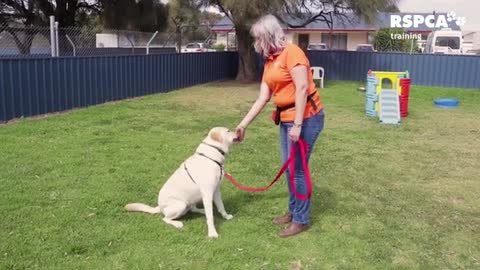 How to train your dog to sit and drop