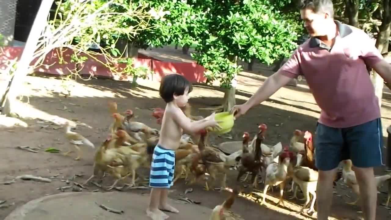 child feeding the chickens