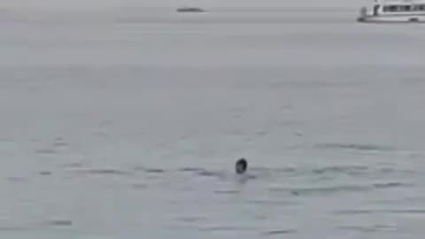 Swimmer In Egypt Getting Shark Attacked