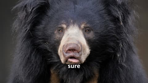 Meet The World's Most Dangerous Bears!