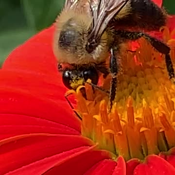 Busy Bee at the Brooklyn Botanic Garden