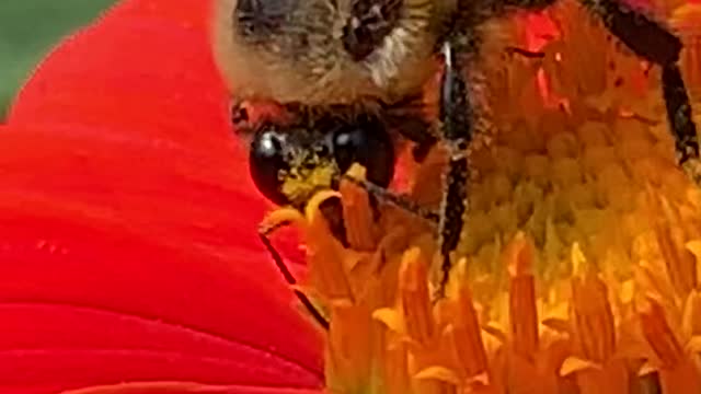 Busy Bee at the Brooklyn Botanic Garden