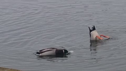 Beautiful Ducks Ducking In A Lake