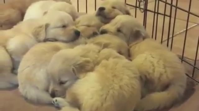 Look at this litter of puppies,they're so cute