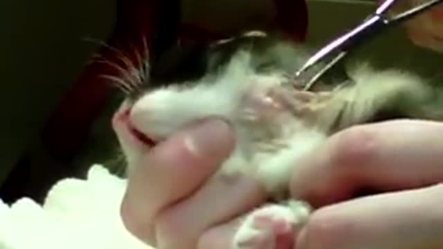 Botfly Larva Removal From Animals Kittens#2