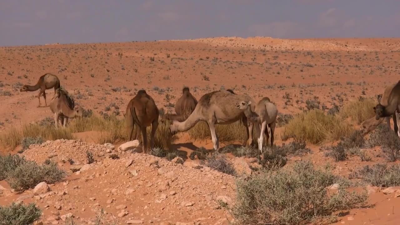 Sahara Desert & Dubai Desert | Drone footage | Free HD videos