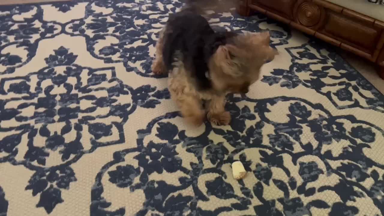 Spunky Giant Yorkie Goes Crazy Over Her Bone