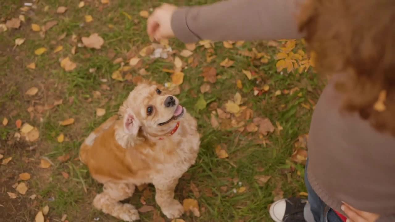 High angle view boy training dog with tasty feed on walk in autumn park