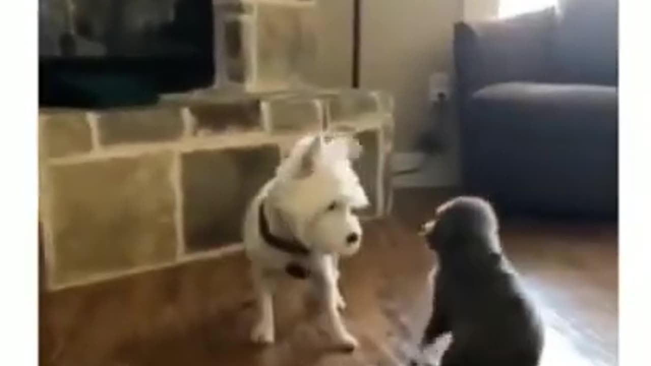 Cute Little Dog Hop