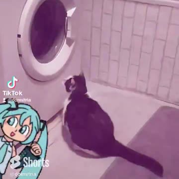 Mruczyslav dances with a washing machine ;-)