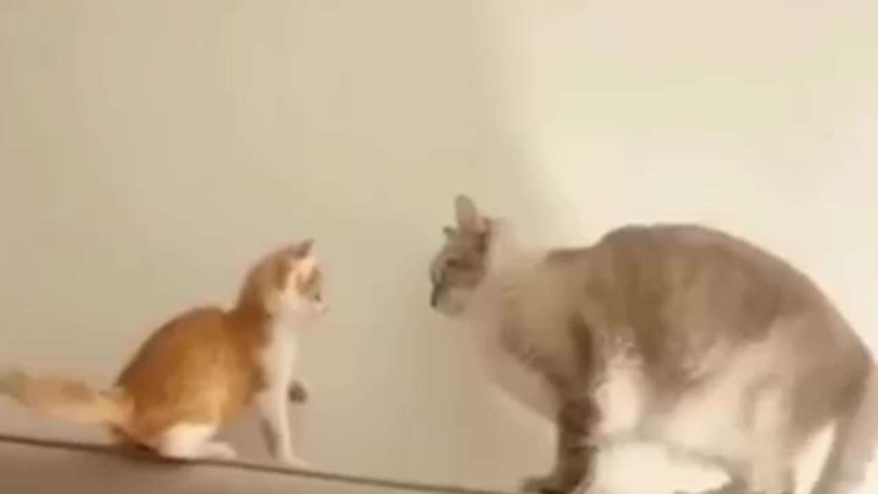 Cat funny