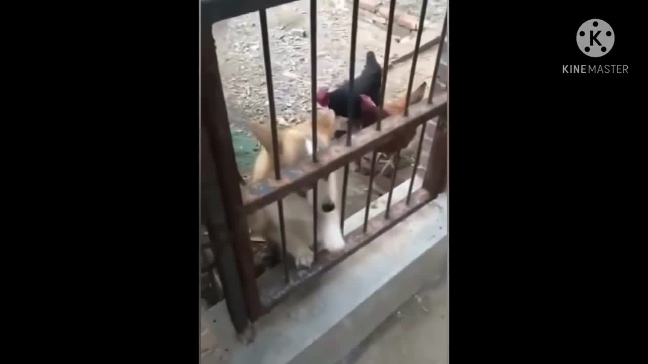 dogs funny moments #shorts