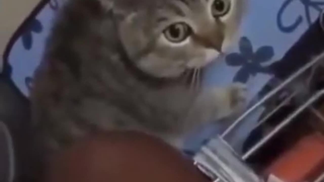 Funny Mumbling Kitty