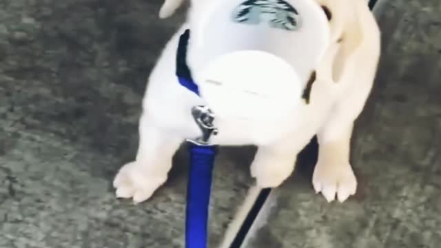 Funniest puppy is entertaining with a plastic glass