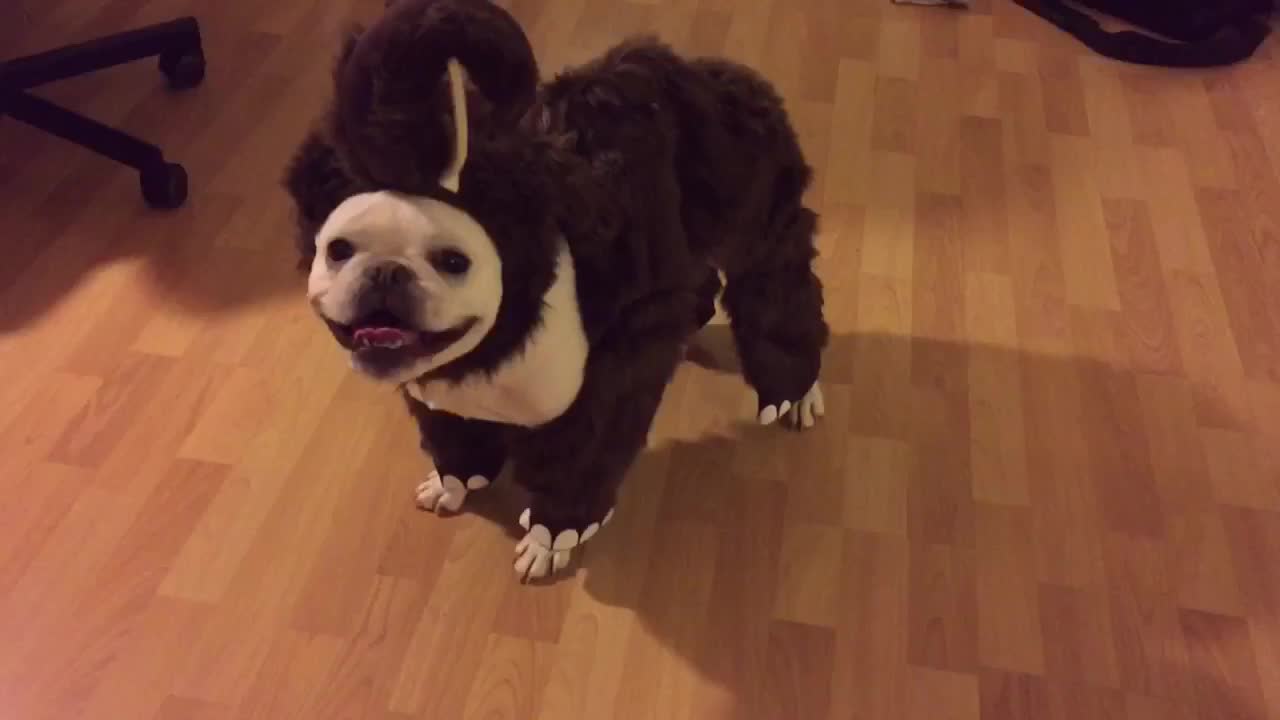 French Bulldog models adorable mammoth costume