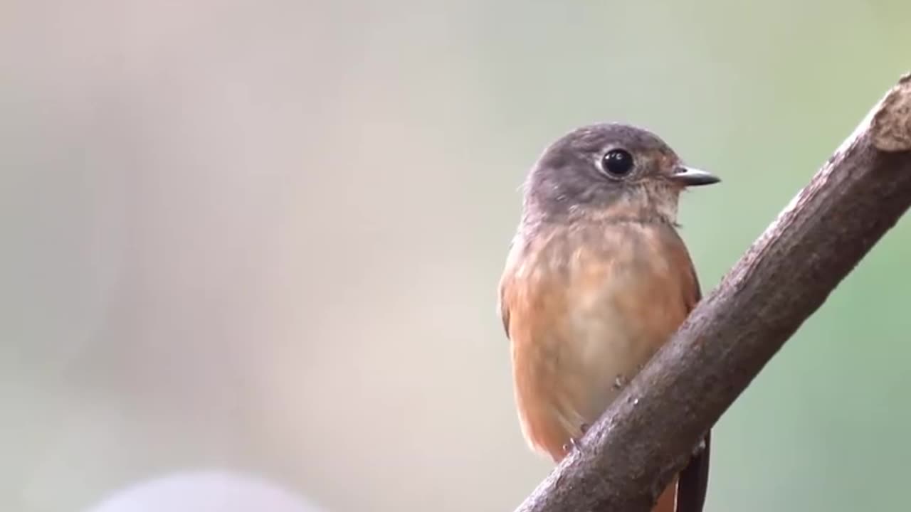 wildlife