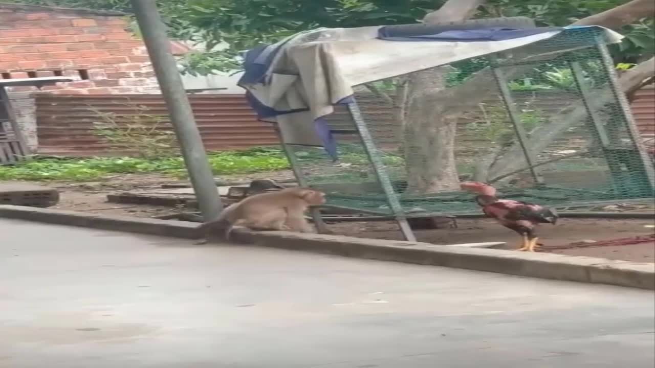 A monkey playing with a rooster