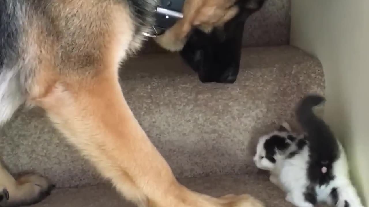 Helpful Pup Carries Foster Kittens Upstairs