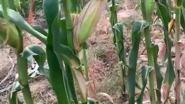 The corn is ripe