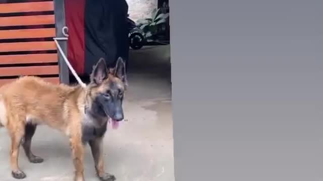 Belgian malinois puppy