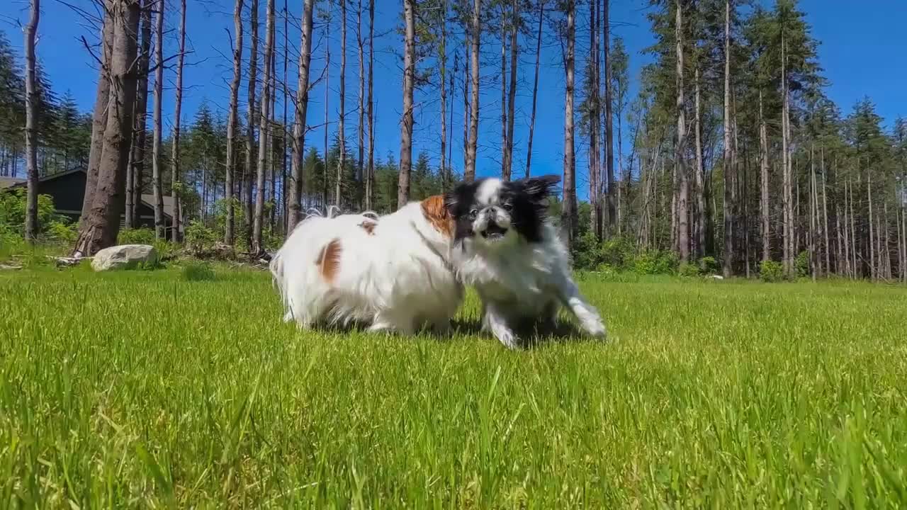 Two purebred Japanese Chin dogs playing outside in the grass on a warm spring day