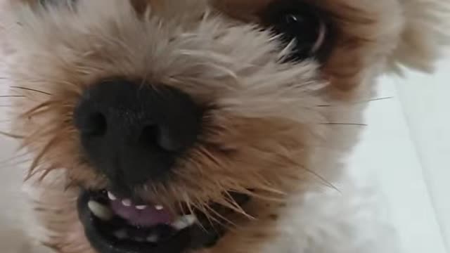 Angry dog ​​cute