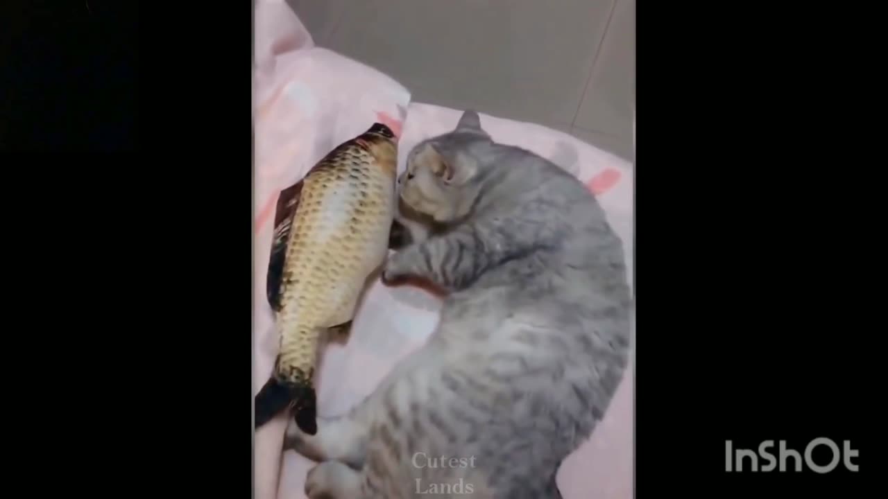 Cute pets/funny pets/funny animals/hilarious/4k/hd