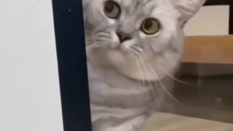 spy cat