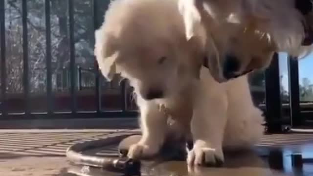 Sweet Baby Dog With Mom.