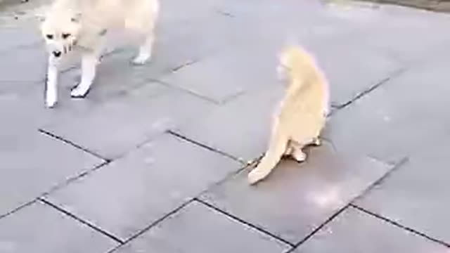 Dog and Cat Fight