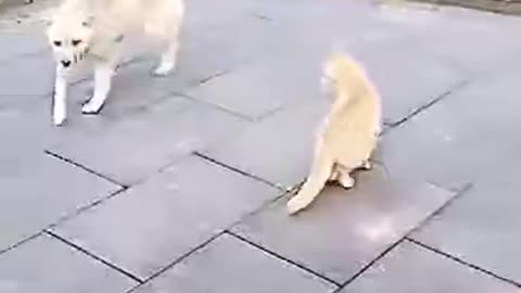 Dog and Cat Fight