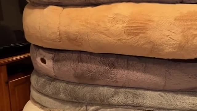 POV: you run a business that sells human dog beds=