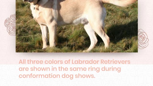 8 Things you need to know about labrador as a Pet!