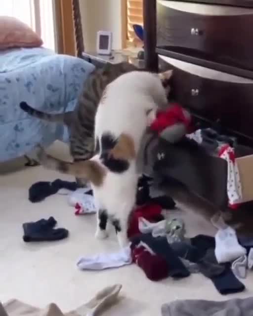 Cats: nothing to wear:Кошки:нечего надеть