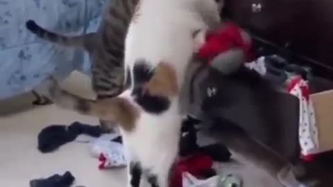 Cats: nothing to wear:Кошки:нечего надеть