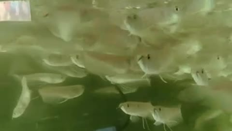 little fish swimming