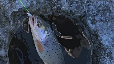 Cutthroat Trout Ice Fishing