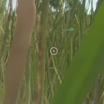 "The Lions are Out!" Hunter Call of the Wild