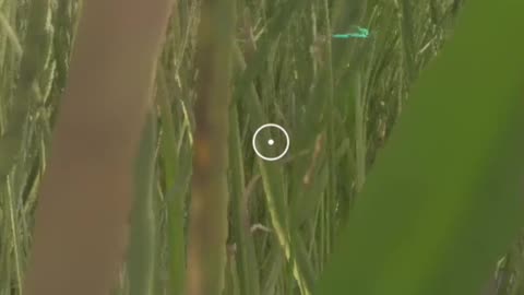 "The Lions are Out!" Hunter Call of the Wild